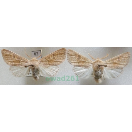 Orthosia miniosa (Denis & Schiffermüller, 1775) pair Czech82
